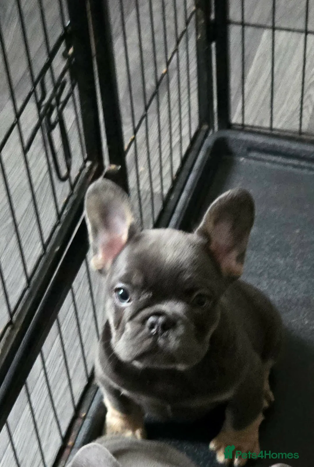 French Bulldog dogs for sale: 7 BEAUTIFUL French bulldogs puppies  - Advert 2