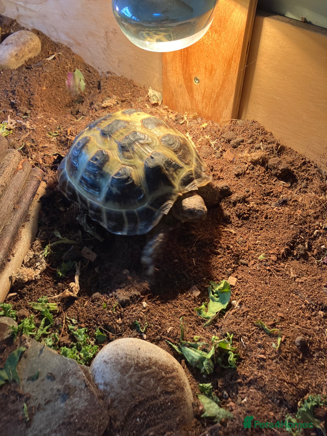 Tortoise reptiles for sale: Horsefield Tortoise looking for new home  - Image 3