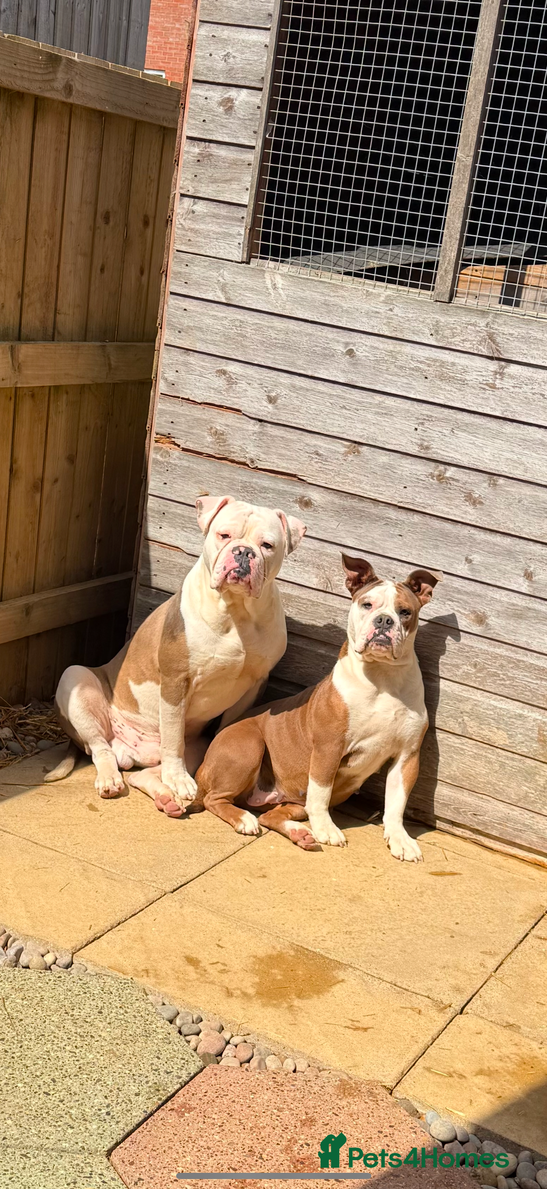Olde English Bulldogge dogs for sale: Last 3 male Olde English bulldogs - Image 6