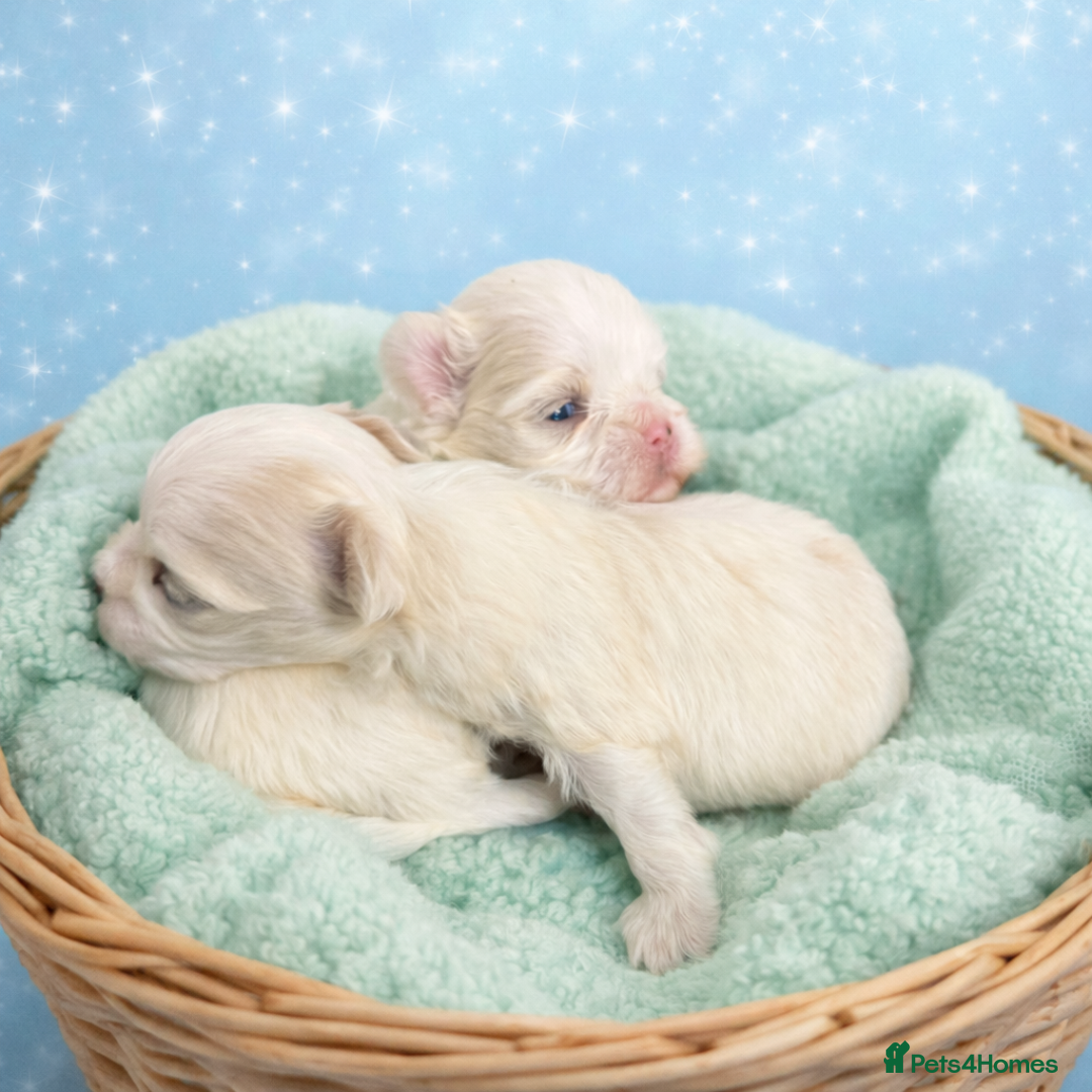 Maltipoo dogs for sale: F1B korean maltipoos - Advert 1