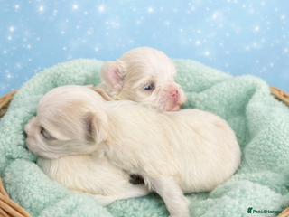 Maltipoo dogs F1B korean maltipoos - Advert 1