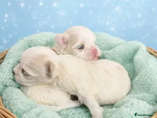 Maltipoo dogs F1B korean maltipoos - Advert 2