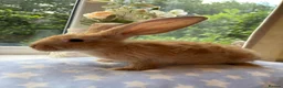 Continental Giant rabbits for sale: Continental Giant baby bunnies  - Advert 12