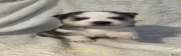 Siberian Husky dogs for sale: Beautiful husky pups in Mitcham - Advert 8