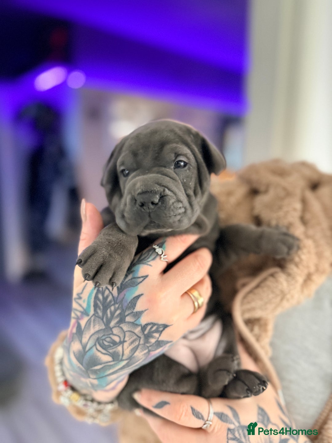 Mixed Breed dogs for sale: Shar Pei cross puppies  - Advert 11