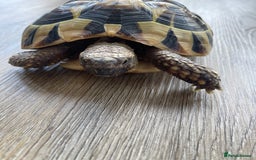 Hermann Tortoise reptiles for sale: Herman tortoises  - Image 1