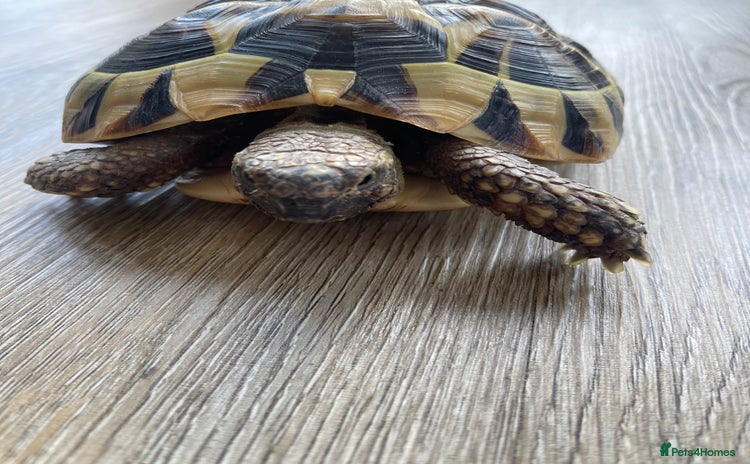 Hermann Tortoise reptiles - Advert 3