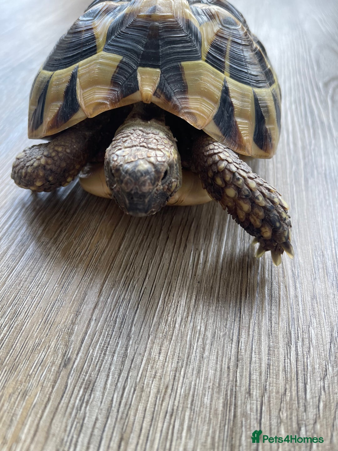 Hermann Tortoise reptiles for sale: Herman tortoises  - Image 1