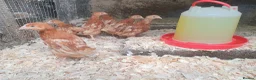 Chickens poultry for sale: Female chicks for sale  - Advert 2