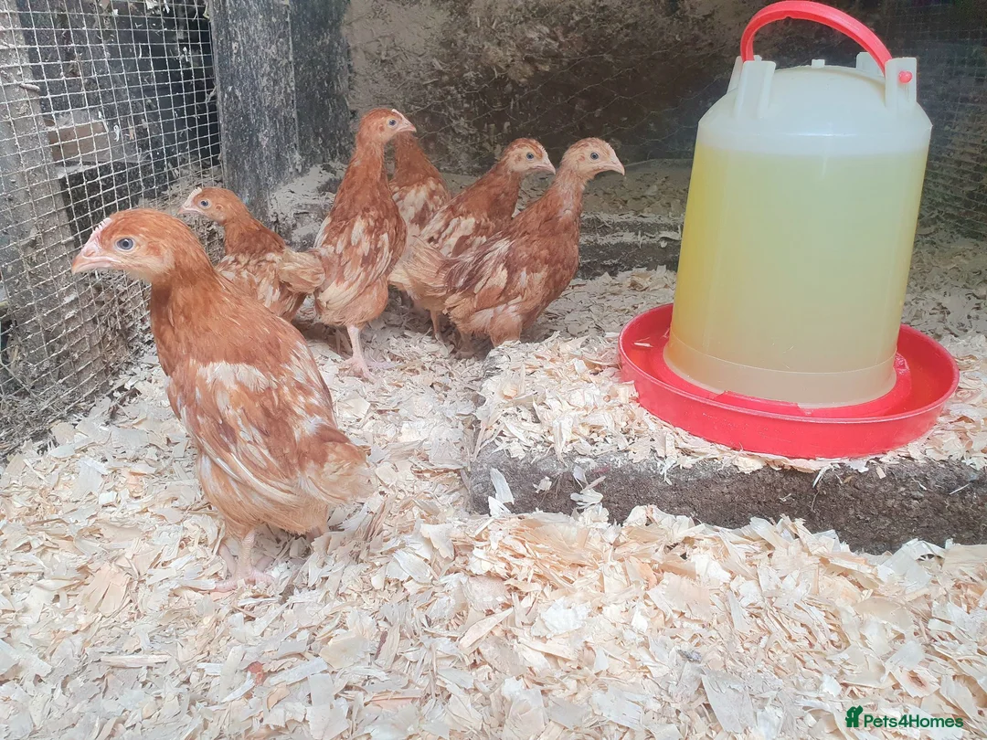Chickens poultry for sale: Female chicks for sale  - Advert 2