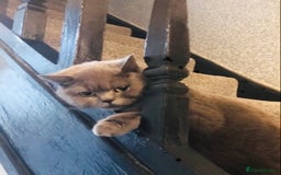British Shorthair cats for sale: 2 girls 1 boy very docile  - Image 9