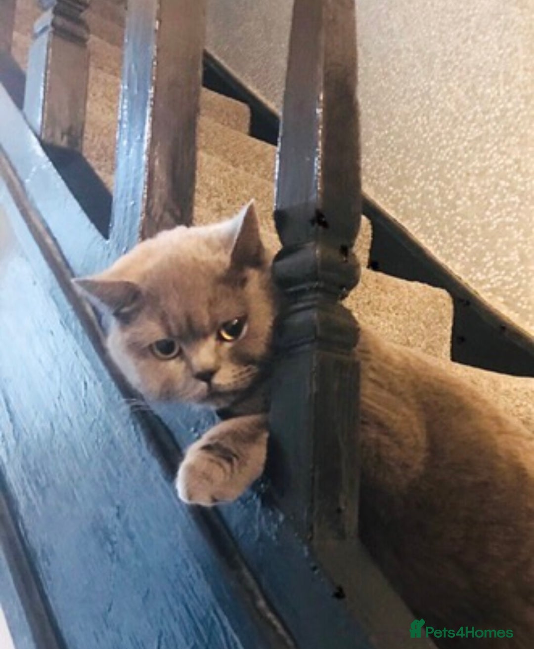 British Shorthair cats for sale: 2 girls 1 boy very docile  - Image 9