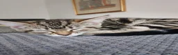 Mixed Breed cats for sale: Butiful kittens need good homes  in Reading - Advert 4