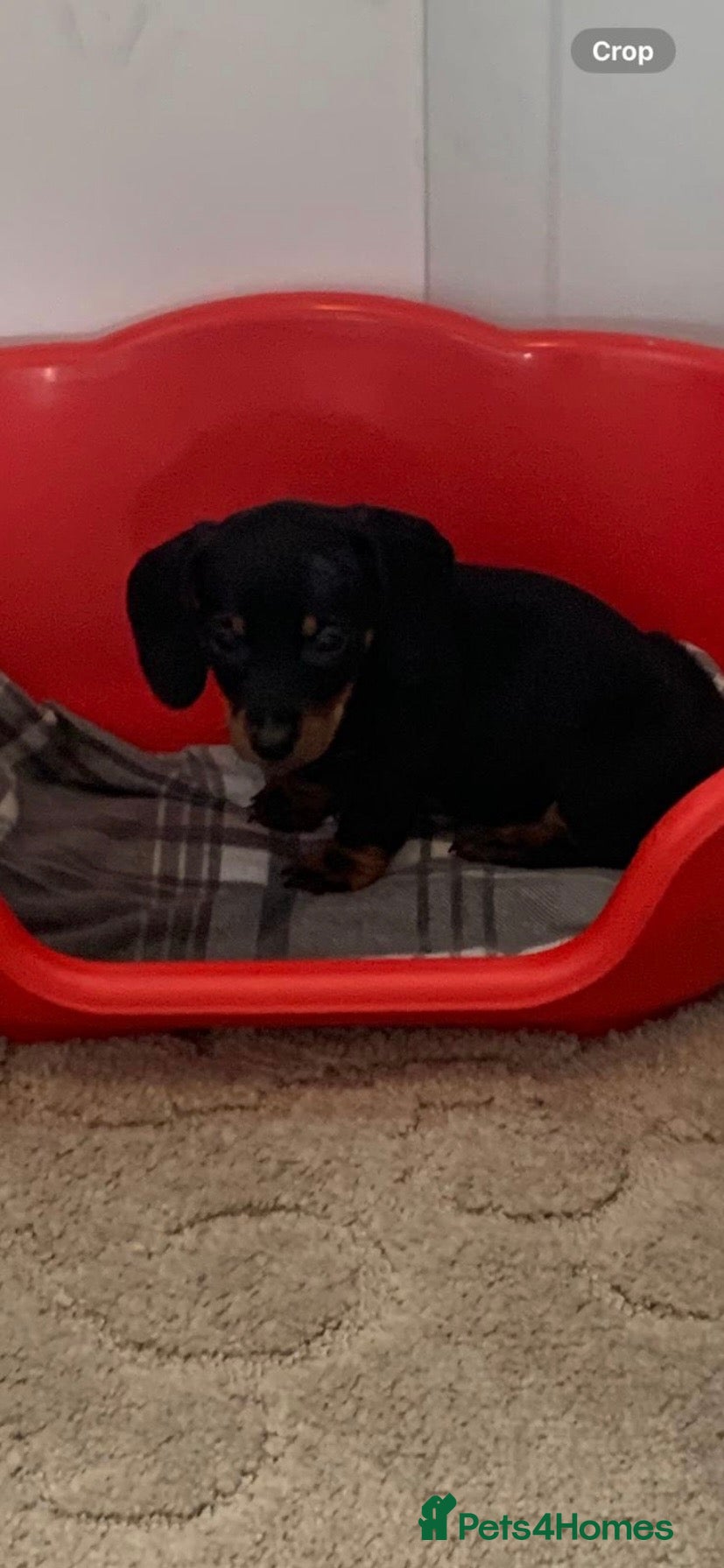 Dachshund dogs 5 dachund puppies for sale 2 boys 3 girls - Advert 2
