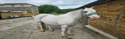 Irish Cob horses for sale: 14.1/2 9yr old cob gelding all-rounder  in Newcastle upon Tyne - Advert 2