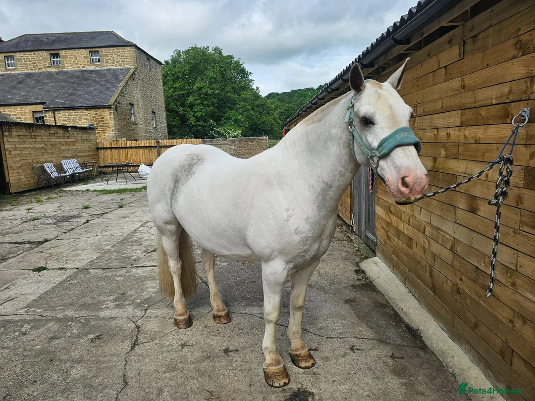 Irish Cob horses for sale: 14.1/2 9yr old cob gelding all-rounder  in Newcastle upon Tyne - Advert 2