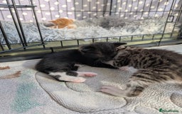 Siamese cats for sale: Siamese x breed  - Image 6