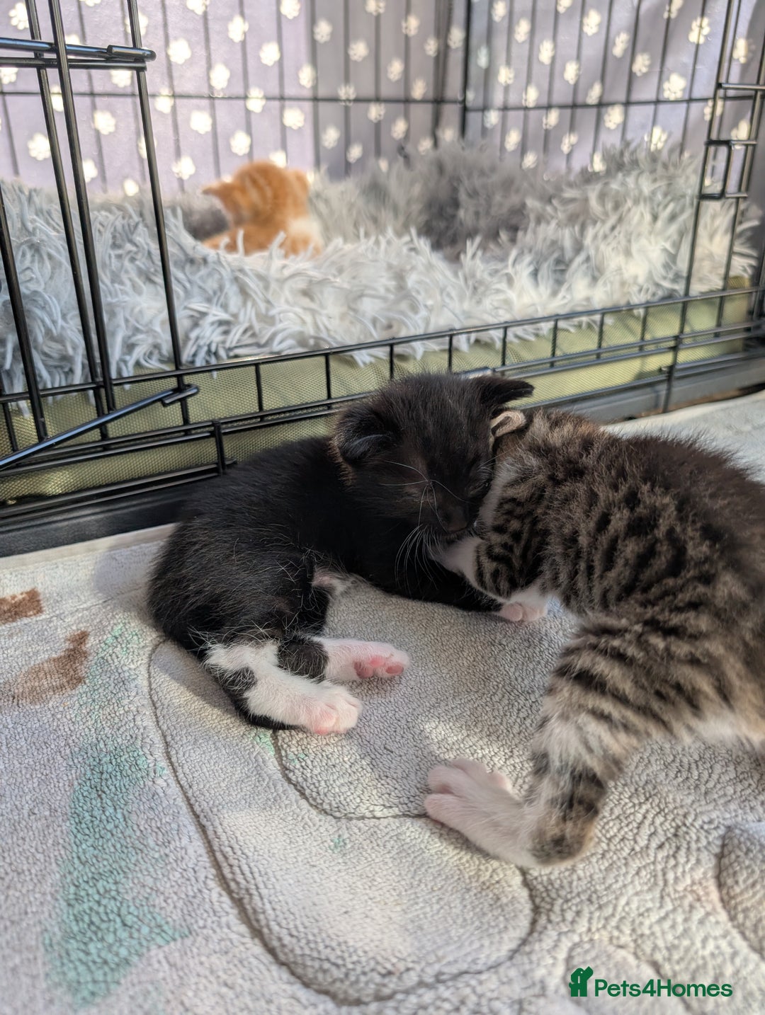 Siamese cats for sale: Siamese x breed  - Image 6
