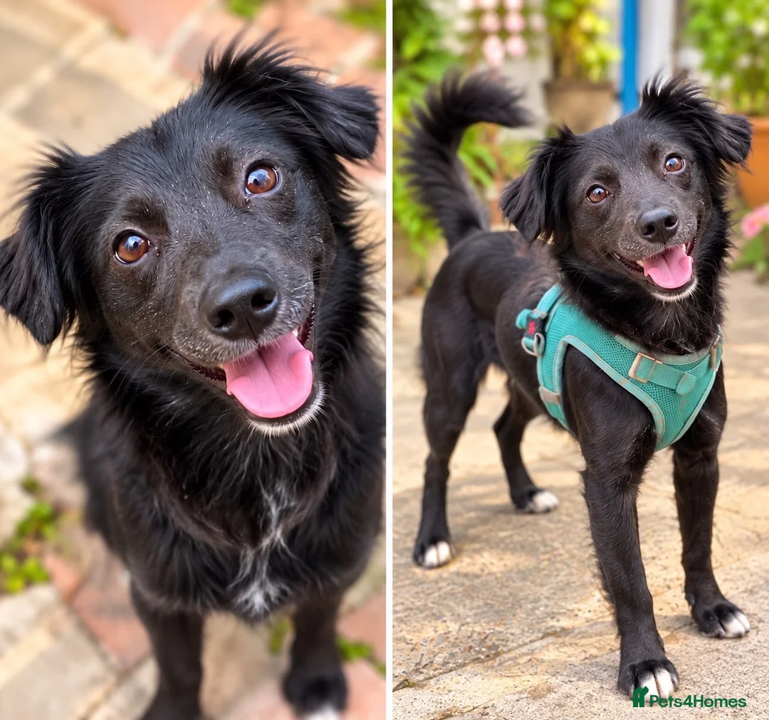 Kokoni dogs for adoption: Meet Tonny 🐕‍🦺– Looking for His Forever Home! ♥️ - Advert 1