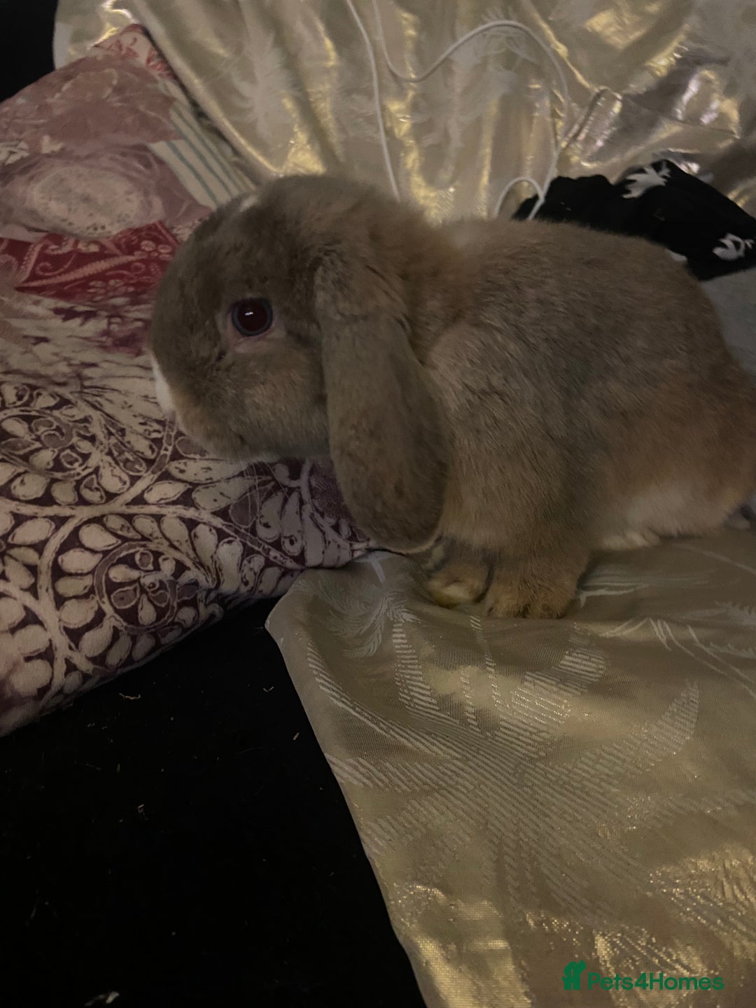 Mini Lop rabbits for sale: Male mini lop - Advert 2