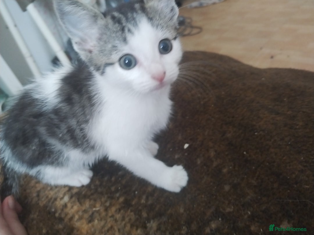 Bengal cats for sale: Half snow bengals - Image 1