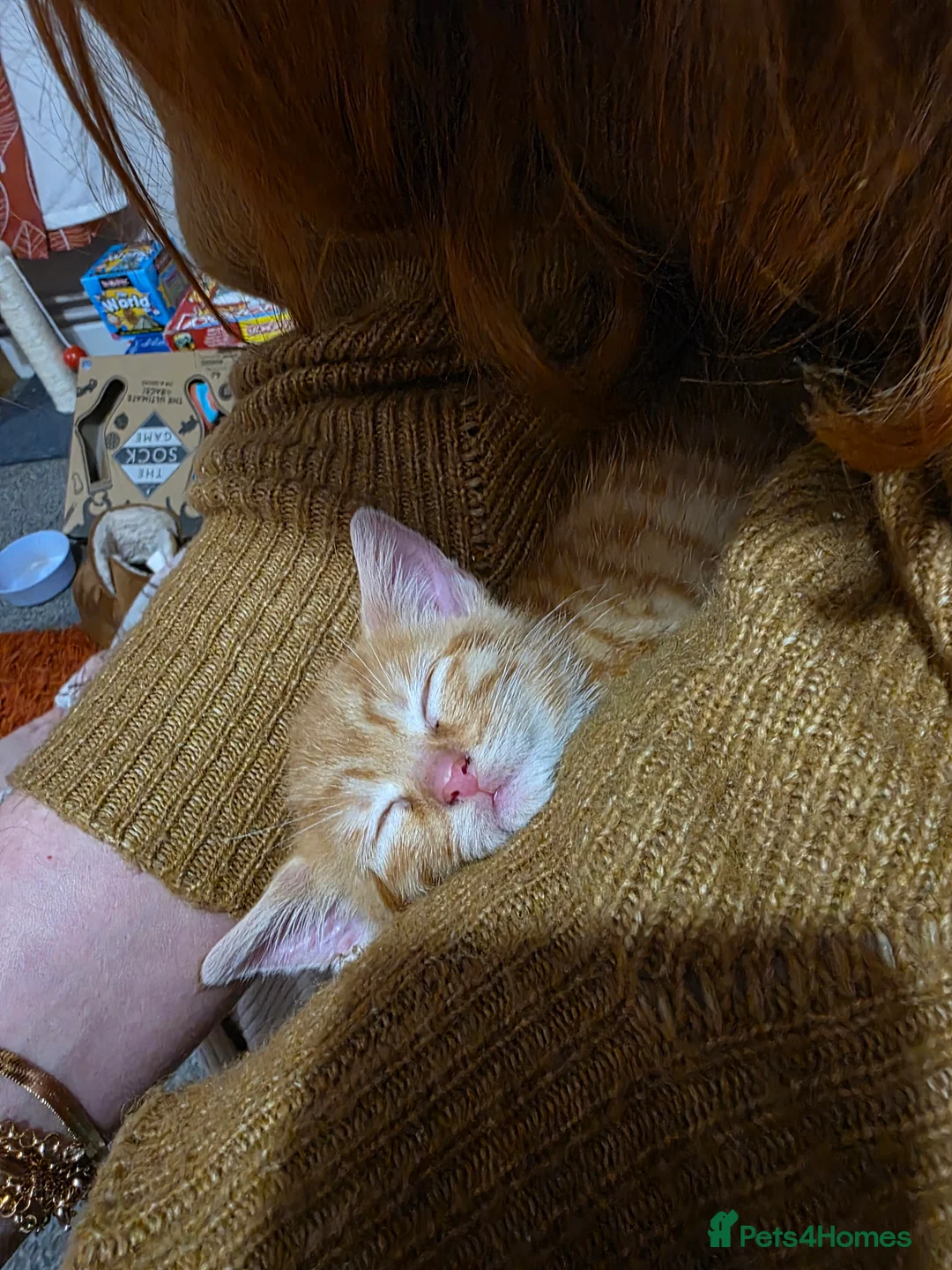 Mixed Breed cats for sale: 10 week old kittens (ready by 5th march) - Advert 35