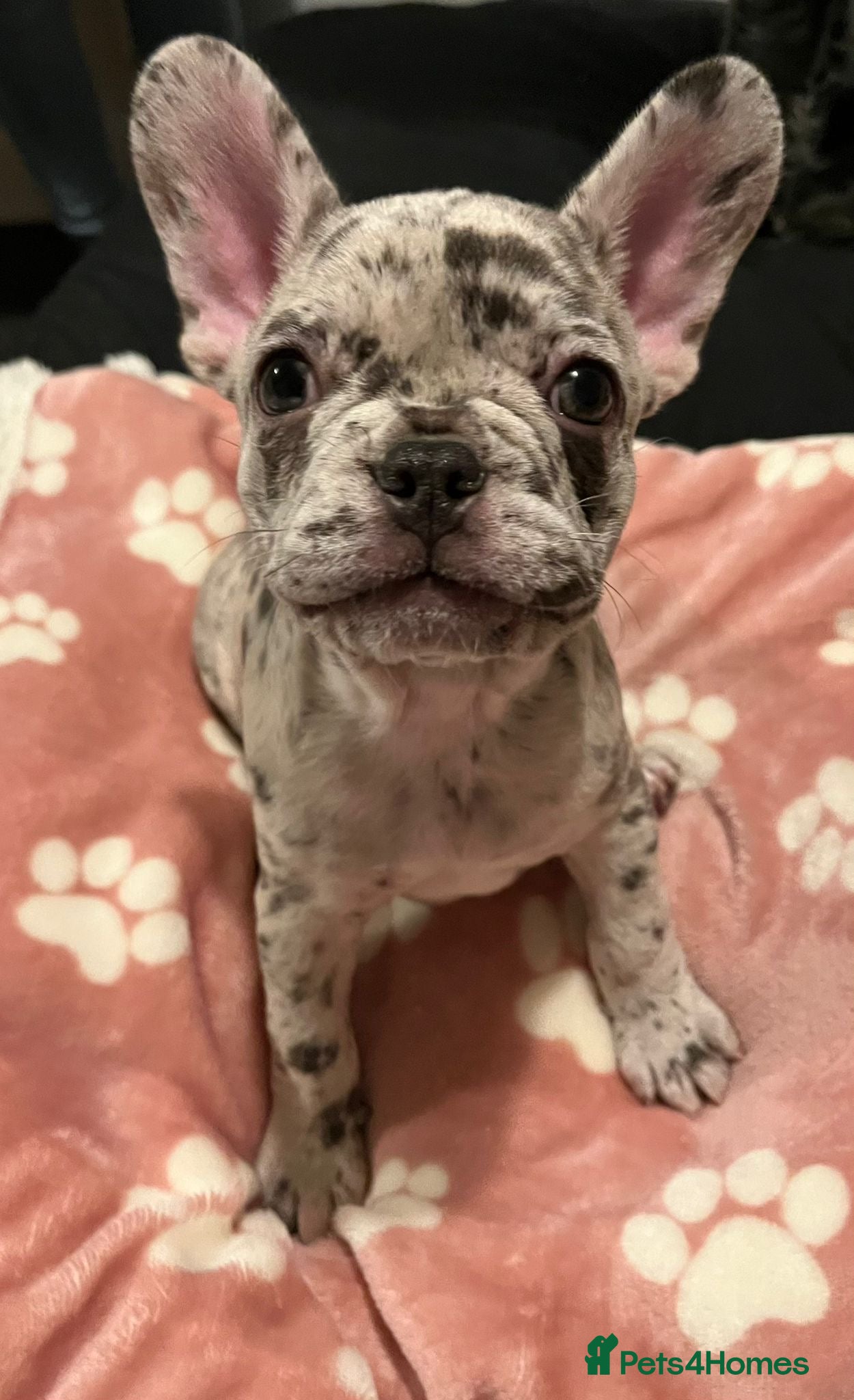 French Bulldog dogs 1 GIRL REMAINING FROM LITTER OF 5 FRENCH BULLDOGS  - Advert 4