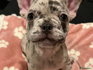French Bulldog dogs 1 GIRL REMAINING FROM LITTER OF 5 FRENCH BULLDOGS - Advert 4