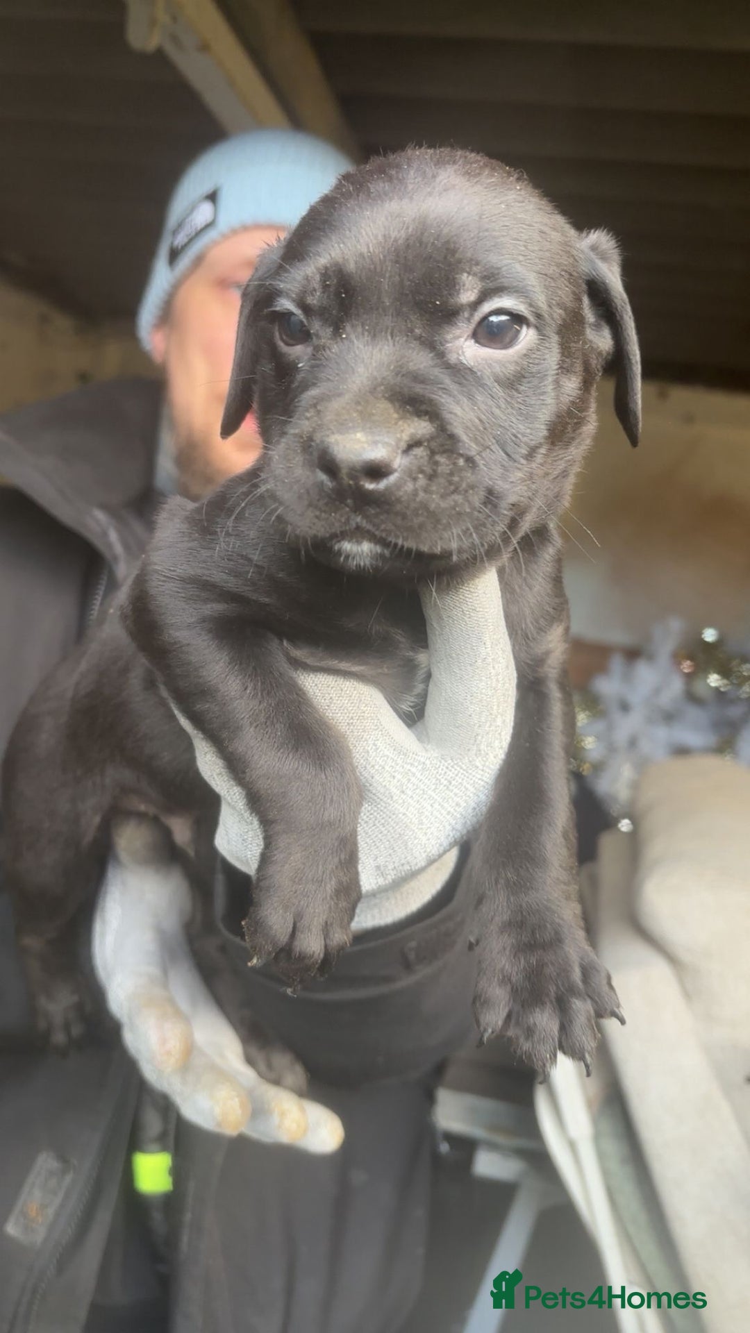 Mixed Breed dogs for sale: Rottiebulls exotic breed  - Advert 6