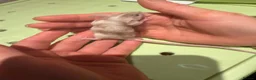 Mouse rodents for sale: Fancy mice in Weston-super-Mare - Advert 4
