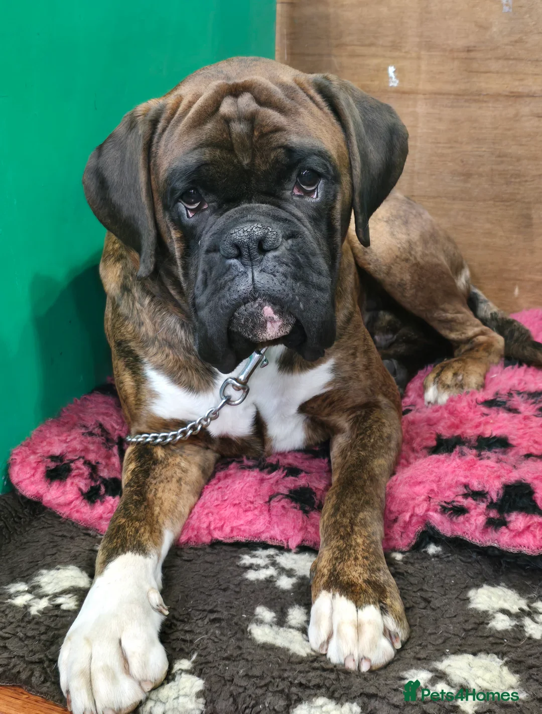Boxer dogs for stud: Stunning Proven, Health tested and Heartscored 0 in Boston - Advert 7