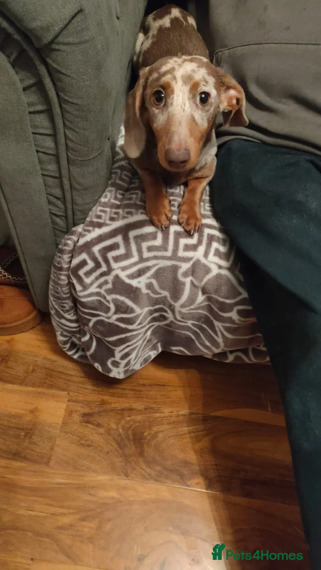 Miniature Dachshund dogs for sale: Isabella Dapple  - Advert 1