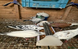 Pigeons birds for sale: Splashed Pigeons - 2025 Birds - Image 5