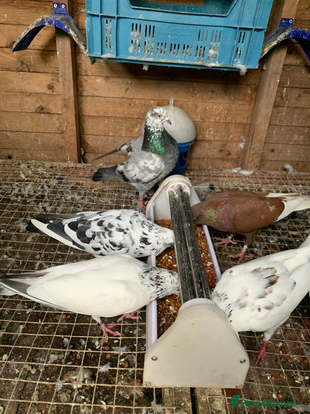 Pigeons birds for sale: Splashed Pigeons - 2025 Birds - Image 5