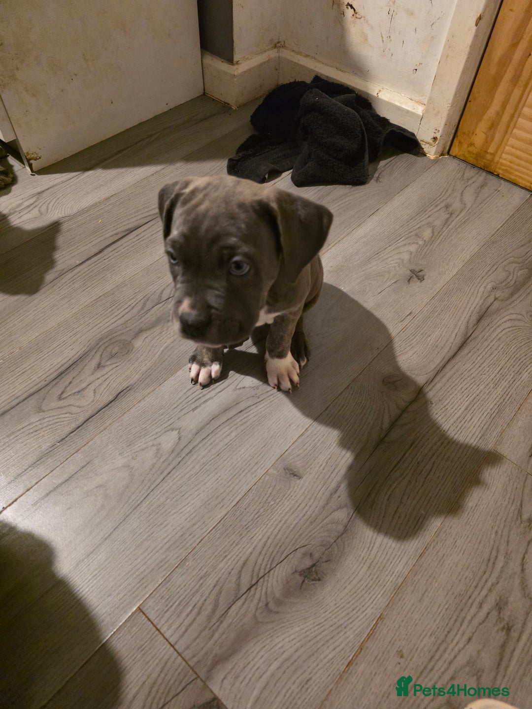 Cane Corso dogs for sale: Cane corso cross  - Advert 21