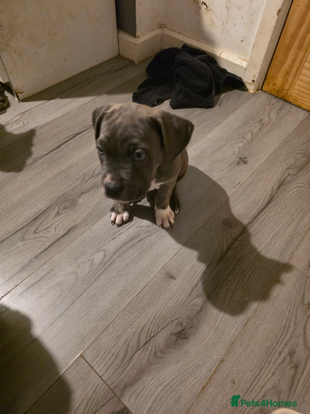 Cane Corso dogs for sale: Cane corso cross  - Advert 21
