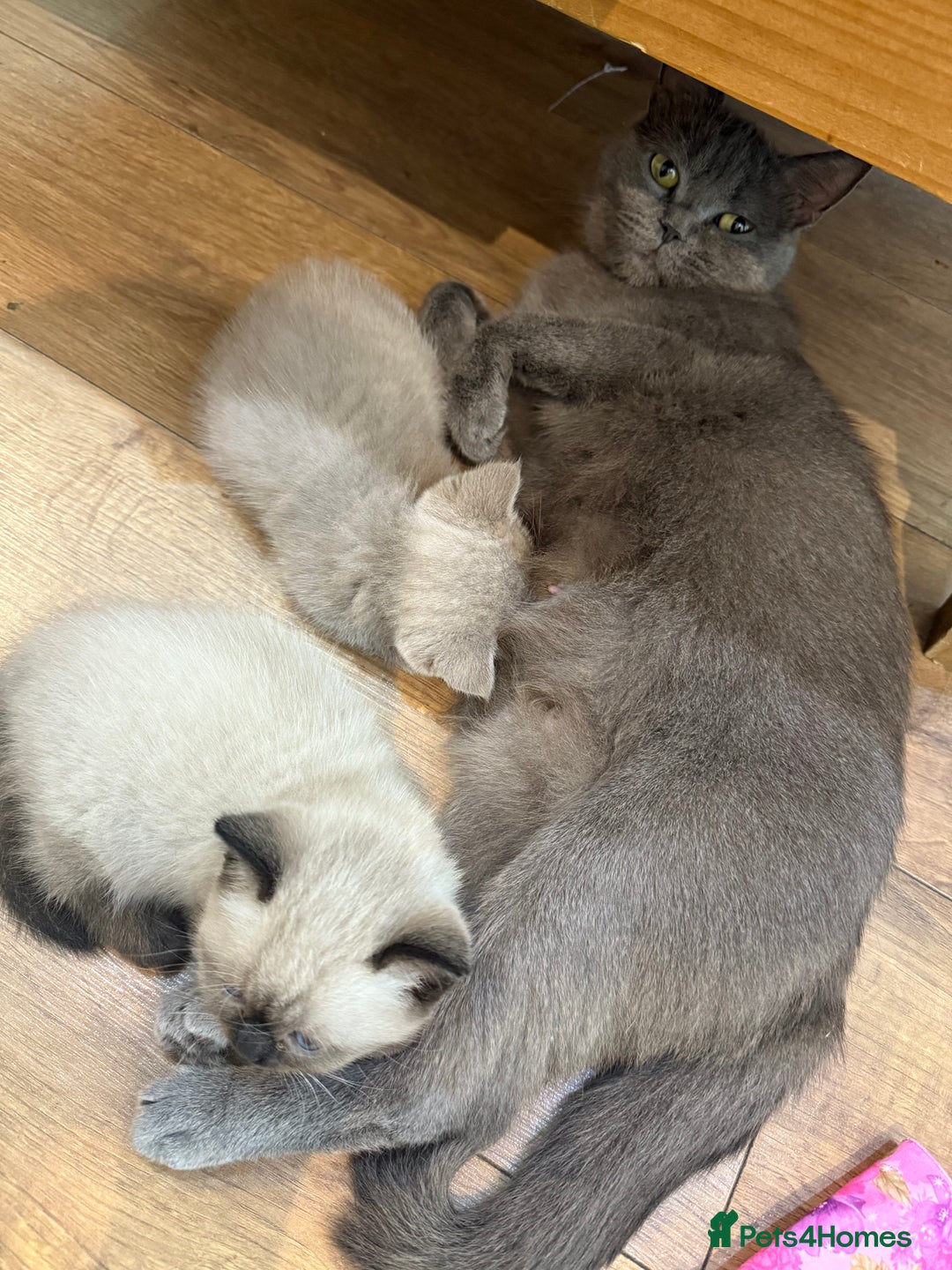 British Shorthair cats for sale: British shorthair kittens - Image 8