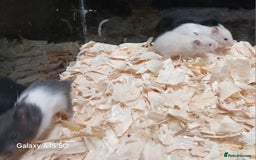 Hamster rodents for sale: Baby Syrian Hamsters  - Image 6