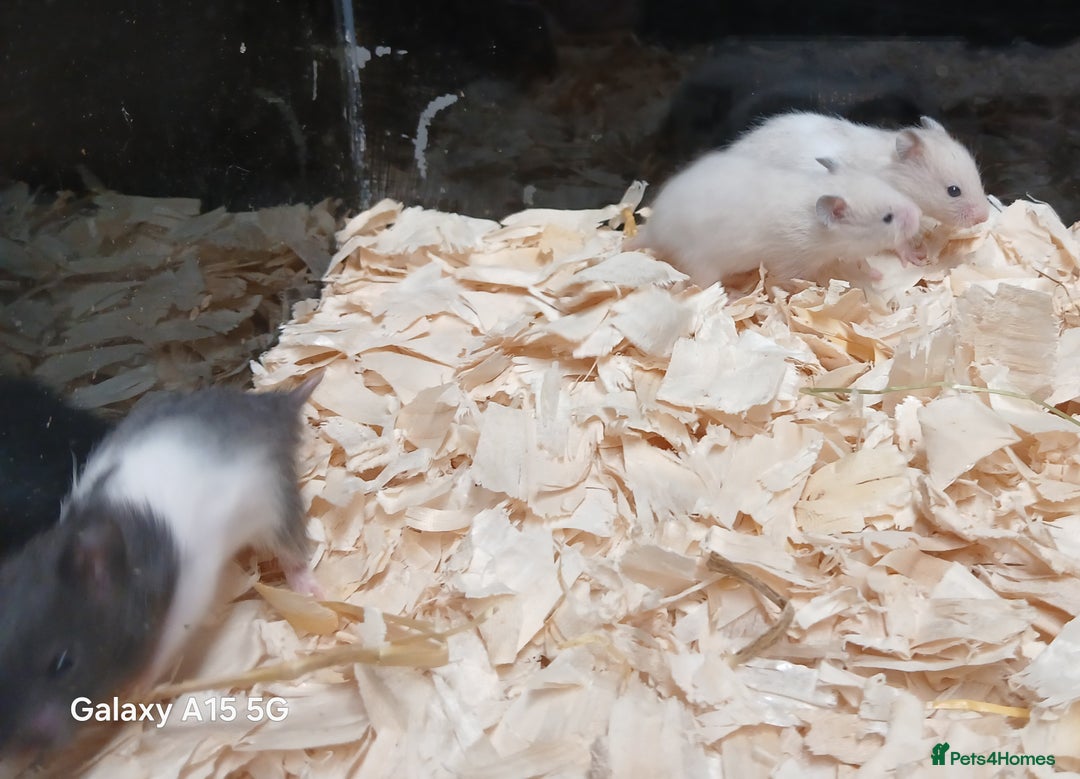 Hamster rodents for sale: Baby Syrian Hamsters  - Image 6