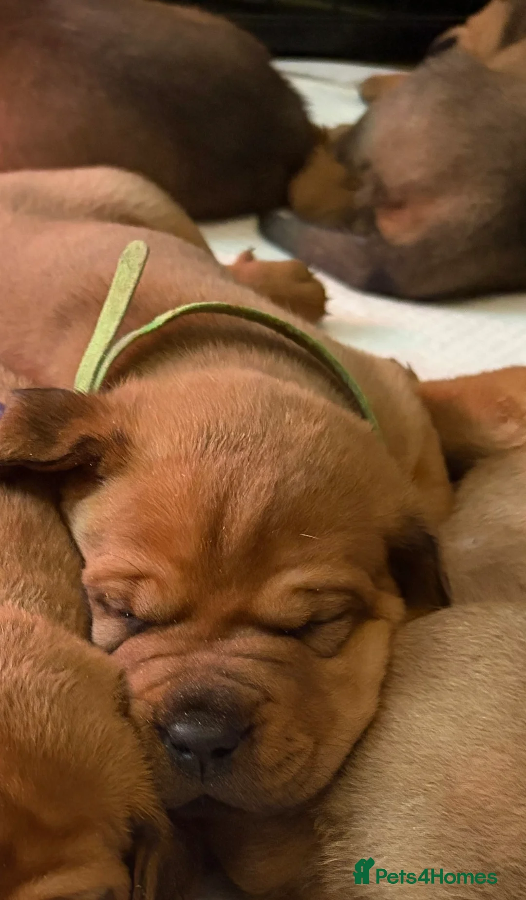 Mixed Breed dogs for sale: Rottweiler x Dogue De Bordeaux puppies - Advert 15