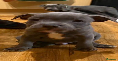 Staffordshire Bull Terrier dogs - Advert 3