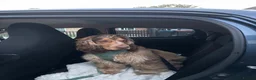 Mixed Breed dogs for sale: show cocker spaniel x french bulldog mix pups - Advert 2