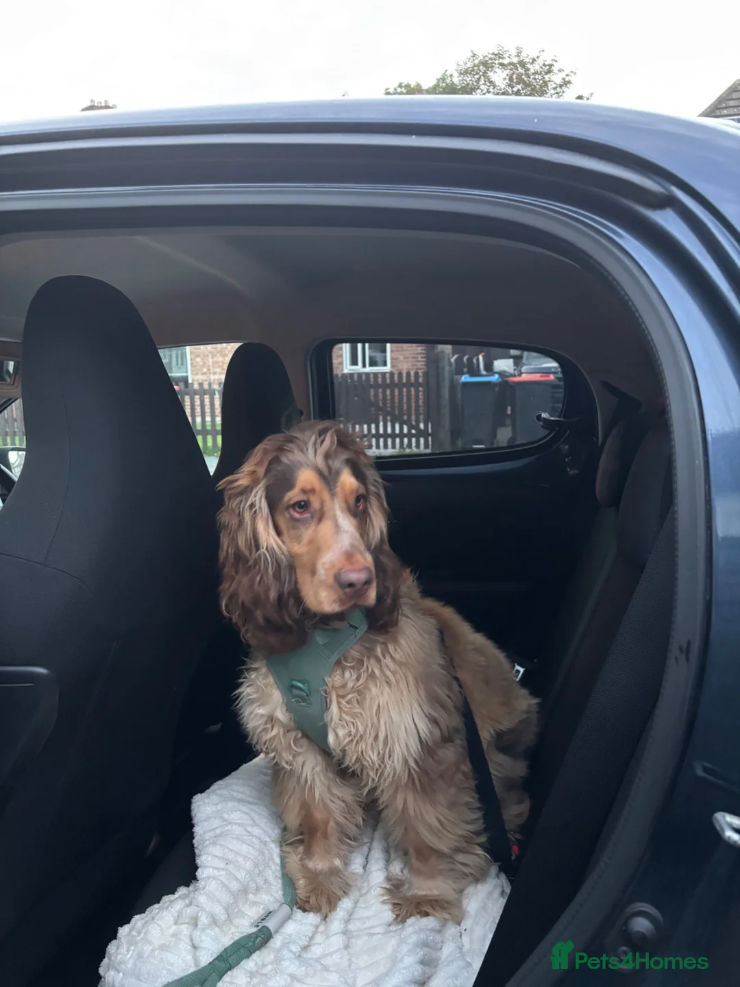Mixed Breed dogs for sale: show cocker spaniel x french bulldog mix pups - Advert 2
