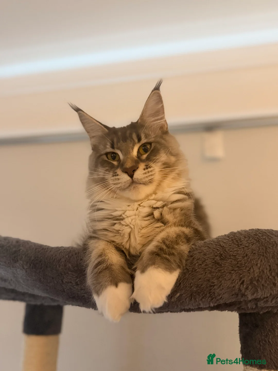 Maine Coon cats for sale: Maine coon female (PET HOME ONLY) - Advert 4