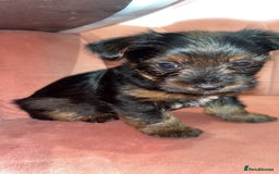 Yorkshire Terrier dogs for sale: Yorkshire terrier  **   - Advert 12
