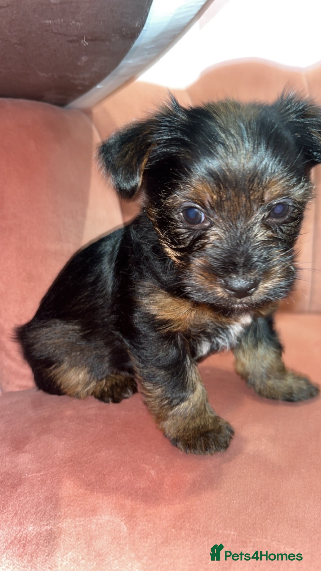 Yorkshire Terrier dogs for sale: Yorkshire terrier  **   - Advert 12