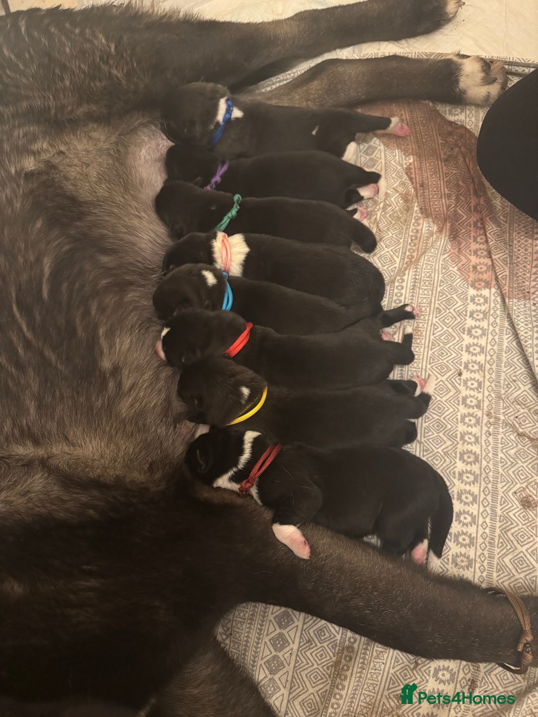 Akita dogs for sale: Black Mask American Akita Puppies - Advert 7