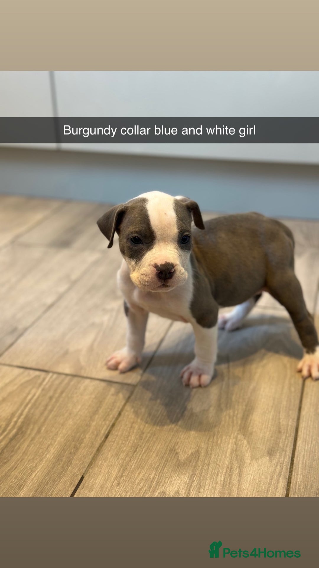 Mixed Breed dogs for sale: Staffy x mastiff mix  - Image 17