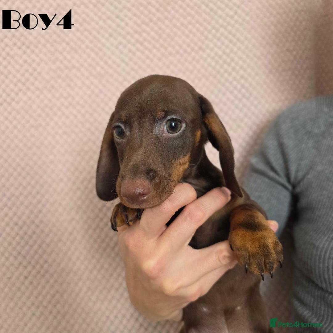 Miniature Dachshund dogs for sale: Dachshund pups - Advert 5