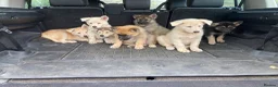 Mixed Breed dogs for sale: German Shepherd X Akita Pups - Advert 10
